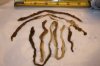 rope-worms-480x320.jpg