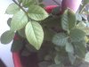 IMG_20170520_195358.jpg