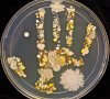 16923860-R3L8T8D-1000-germs-gross.jpg